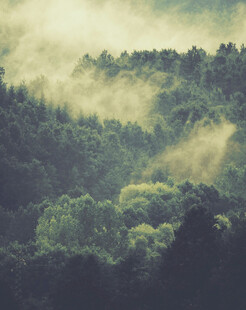 山林晨雾弥漫的自然美景