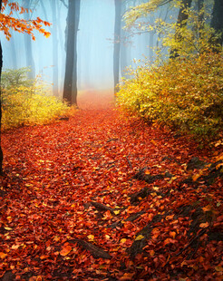 秋日雾中红叶铺就的小径