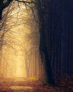 迷雾森林中的梦幻光影