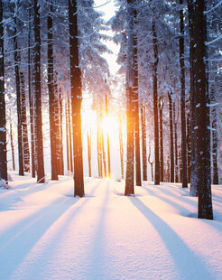 冬日雪林阳光洒落林间
