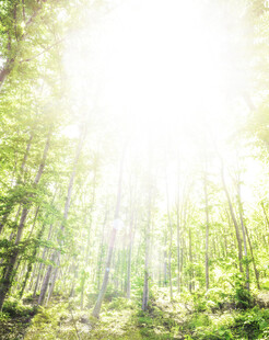 阳光洒落的葱郁森林