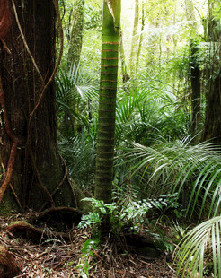 茂密丛林中的自然绿意