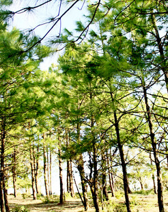 翠绿松林阳光洒落林间