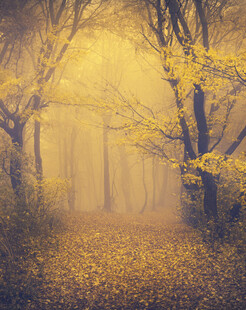 秋日迷雾森林奇幻景象