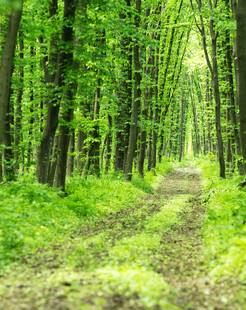 林间小径绿意盎然的自然路