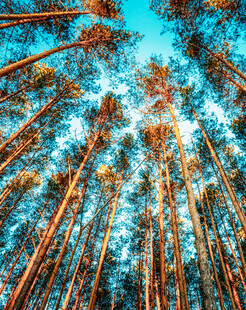 仰视茂密挺拔的松树林