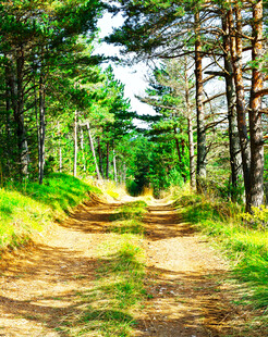 林间小道绿意盎然的自然路