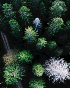 俯瞰森林中的多样树木