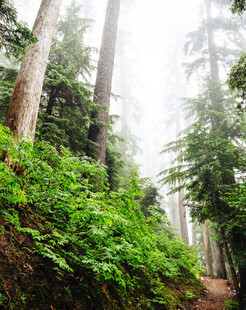迷雾中的森林绿意小径
