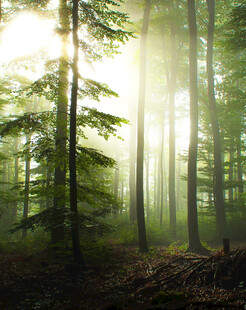 阳光穿透森林的静谧景象