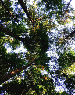 仰视林间繁茂枝叶