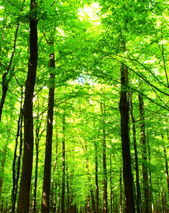 阳光洒落的翠绿森林