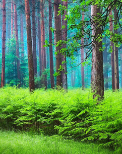 森林绿意盎然的清新景致