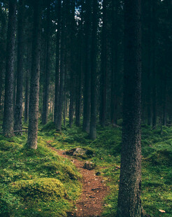 森林中的幽静小径