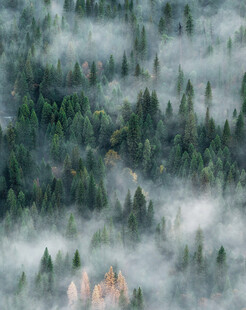 云雾缭绕中的森林美景