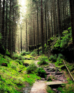 林间幽径绿意盎然的森林