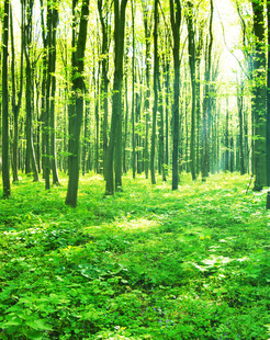 阳光洒落的翠绿静谧森林