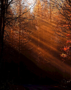 林间阳光洒下的静谧美景