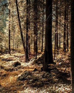 静谧森林中的光影景致