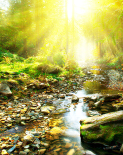 阳光洒落林间溪流