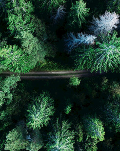 俯瞰森林中的蜿蜒小路