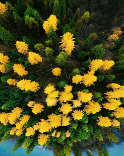 黄色花朵簇拥绿植画面