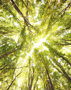 仰观林间阳光洒落美景