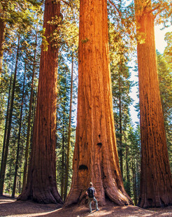 巨杉森林中的壮丽自然景观
