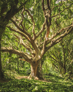 繁茂古树尽显自然生机