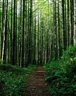 林间幽径绿意盎然的森林