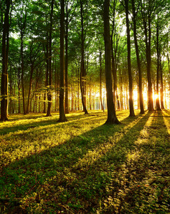 林间晨光洒落的静谧美景