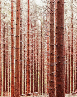 红棕色树林景观