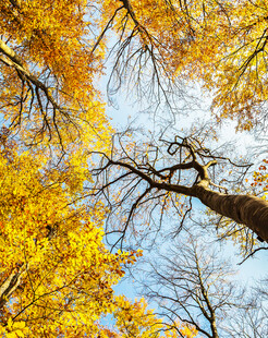 仰望秋日金黄斑斓树冠