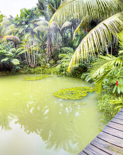 热带风光中的静谧池塘