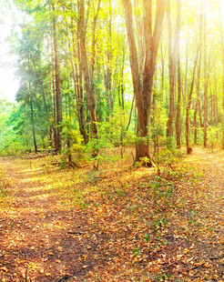 阳光洒落的静谧森林小径