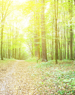 阳光洒落的静谧林间小道