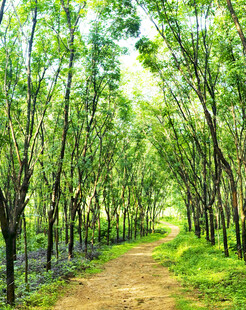 林间小道绿意盎然的美景