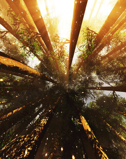 阳光洒落的茂密森林景象