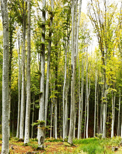 春日森林中的挺拔树木