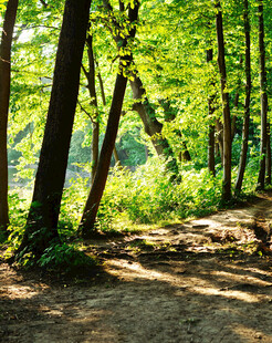 阳光洒落的林间小道