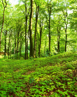 翠绿森林中的生机景象