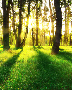 阳光洒落的静谧森林