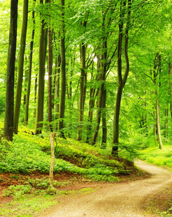 林间蜿蜒小路绿意盎然