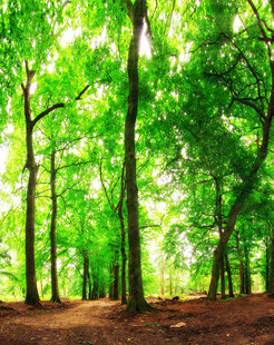 阳光洒落的翠绿森林