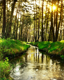 林间溪流沐于金色阳光