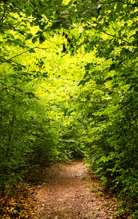 林间小径绿意盎然的自然路