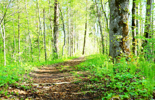 林间小径绿意盎然的自然