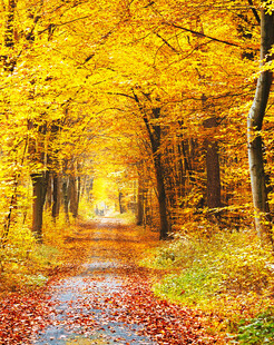 秋日林间小道的绚烂美景