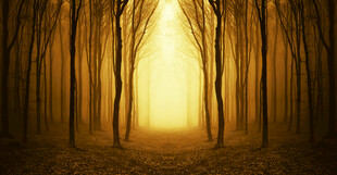 森林深处的神秘光明通道