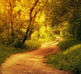 秋日林间小径光影斑驳